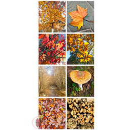 Bild von Stoffbanner Herbstimpressionen