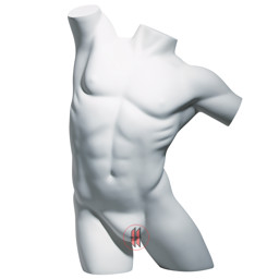 Zeige Details für Herrentorso Premium Bild von Herrentorso Premium