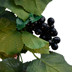 Bild von Weinlaubranke mit Trauben